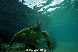 Turtle Rising. A green turtle rises towards the surface a... by Douglas Klug 
